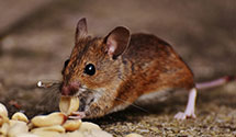 24 Hour & Emergency Exterminators in Rock Creek, CA